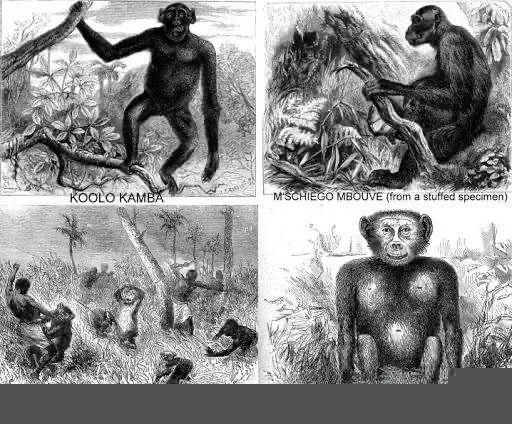 人和大猩猩可以杂交出下一代吗？