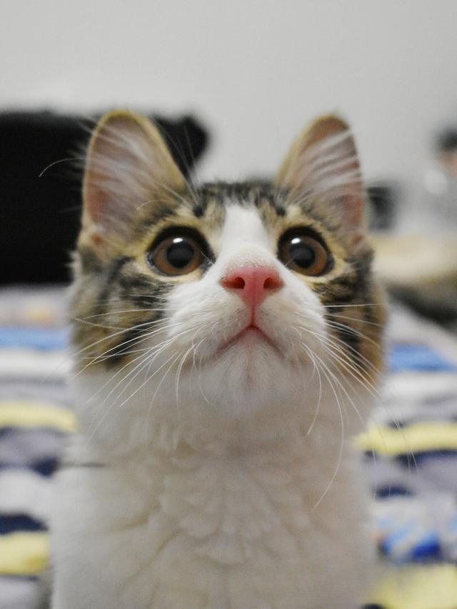 刚出生一周多的小猫一只大猫不在没有吃的能坚持多久?