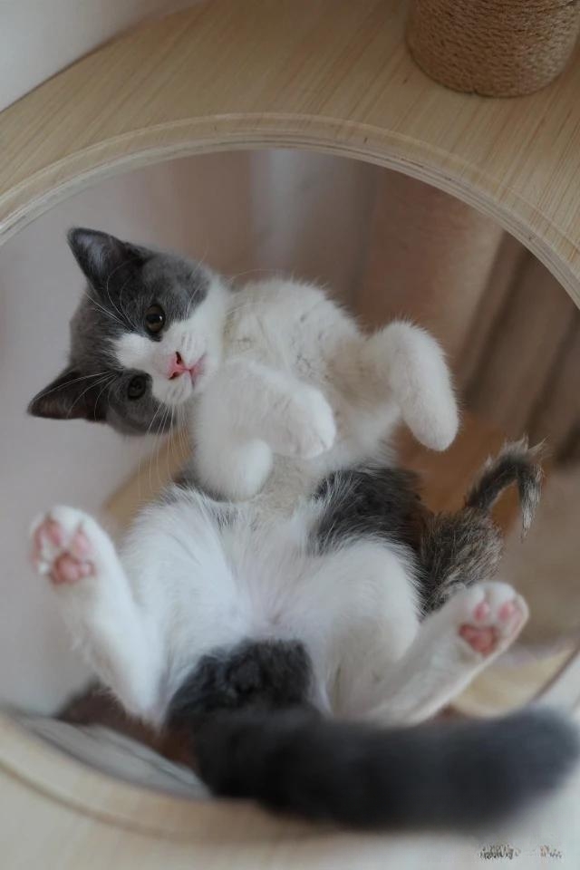 天气很热，猫咪喝水却比平时少。为什么？急！谢谢？