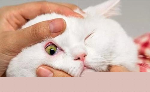 英短猫流眼泪是什么原因？