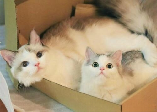 如何让猫喜欢一个新窝?