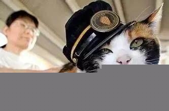 猫在日本为何有如此高的地位?