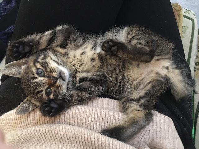 求助,猫咪是只尿床精该怎么办?