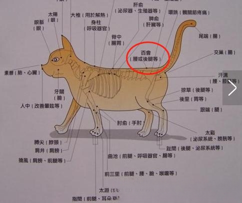 知道为什么猫咪总是爱用屁股对着主人吗？