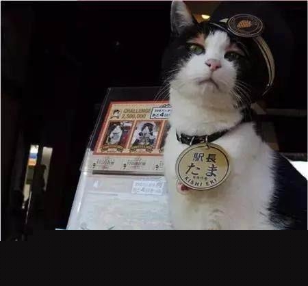 猫在日本为何有如此高的地位?