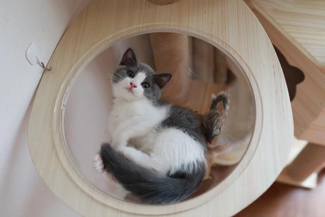 天气很热，猫咪喝水却比平时少。为什么？急！谢谢？