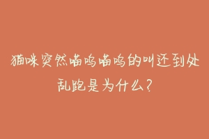 猫咪突然喵呜喵呜的叫还到处乱跑是为什么?