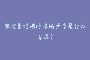 猫发出呼噜呼噜的声音是什么意思?
