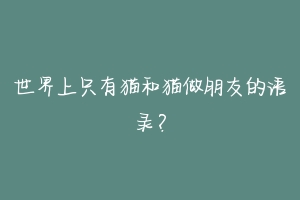 世界上只有猫和猫做朋友的语录?