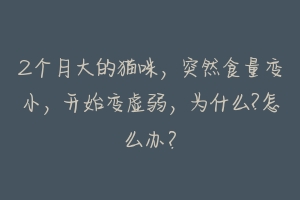 2个月大的猫咪,突然食量变小,开始变虚弱,为什么?怎么办?