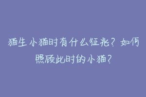 猫生小猫时有什么征兆?如何照顾此时的小猫?