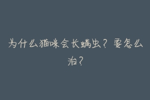 为什么猫咪会长螨虫？要怎么治？