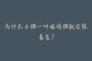 为什么小猫一叫唤母猫就会很着急?