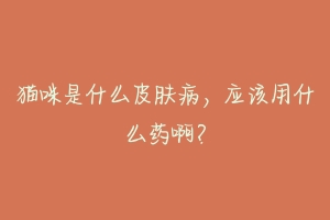 猫咪是什么皮肤病，应该用什么药啊？