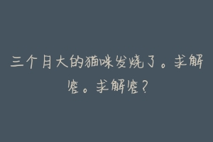 三个月大的猫咪发烧了。求解答。求解答？