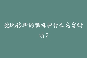 给比较胖的猫咪取什么名字好听?
