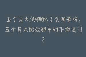 五个月大的猫跑了会回来吗,五个月大的公猫平时不敢出门?