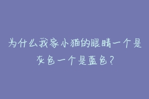 为什么我家小猫的眼睛一个是灰色一个是蓝色？
