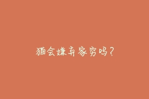 猫会嫌弃家穷吗?