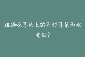 碰猫咪耳朵上的毛猫耳朵为啥会动?