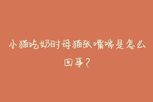 小猫吃奶时母猫张嘴喘是怎么回事？