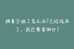 猫鼻子破了怎么办?已经结痂了,我还需要做什?