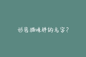 形容猫咪胖的名字?