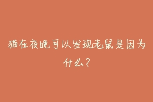 猫在夜晚可以发现老鼠是因为什么?