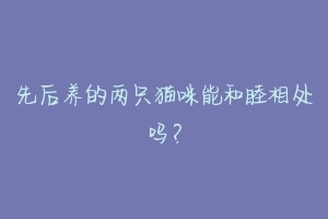 先后养的两只猫咪能和睦相处吗?