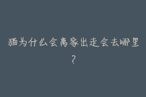 猫为什么会离家出走会去哪里?