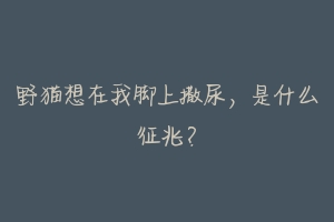 野猫想在我脚上撒尿,是什么征兆?