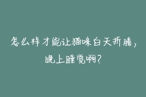 怎么样才能让猫咪白天折腾,晚上睡觉啊?