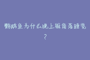 鹦鹉鱼为什么晚上躲角落睡觉?