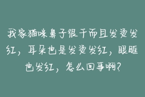 我家猫咪鼻子很干而且发烫发红,耳朵也是发烫发红,眼眶也发红,怎么回事啊?