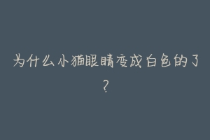 为什么小猫眼睛变成白色的了?