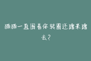 猫猫一直围着你转圈还蹭来蹭去?