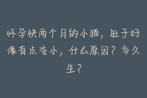怀孕快两个月的小猫,肚子好像有点变小,什么原因?多久生?