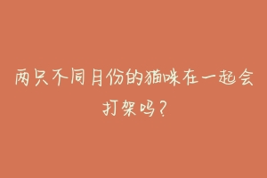 两只不同月份的猫咪在一起会打架吗？