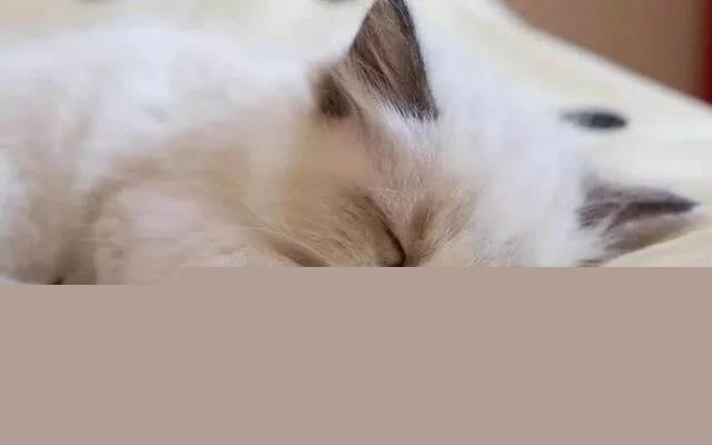 如何让猫喜欢一个新窝？