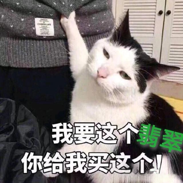 如果有一天你变成了一只猫,你会怎么做?