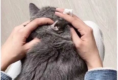 我家小猫耳朵里很脏，怎么办？