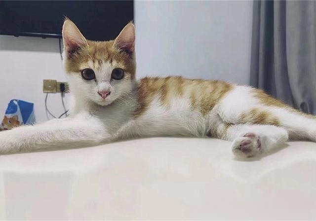 夜晚，猫的眼睛为什么会发亮？