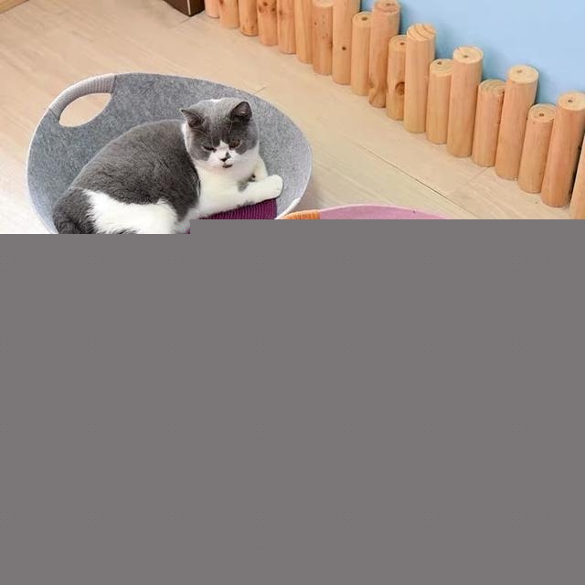 咨询养猫人士,需要准备猫窝给猫睡觉么?