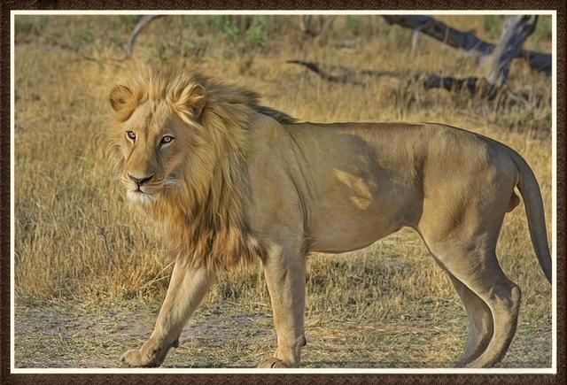 猫为什么喜欢咬人?