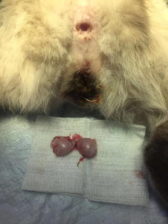 公猫咪做了绝育手术还会到处跑吗?