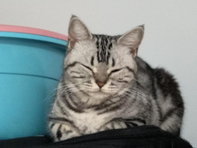 猫咪自己过夜会孤独吗?