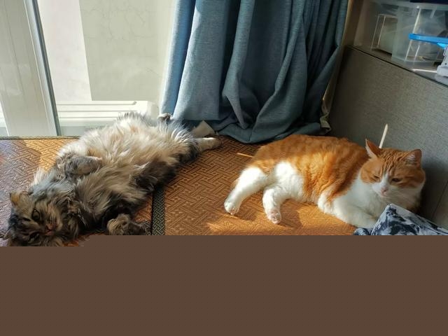 养猫怎么保持家里干净？