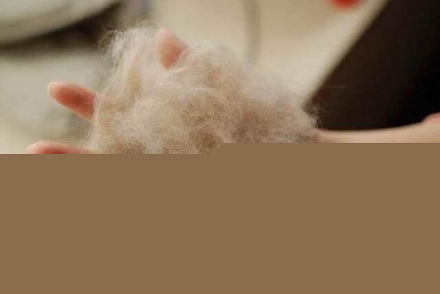 猫无缘无故脱毛是什么情况？