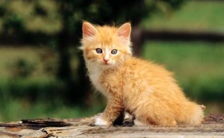 猫咪半夜总是叫个不停,怎么办？