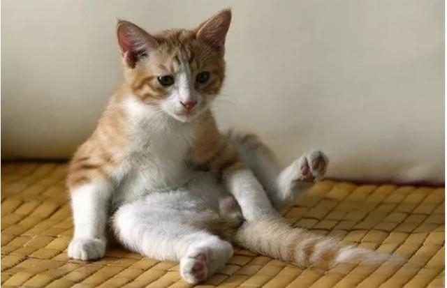 猫便秘了怎么办？